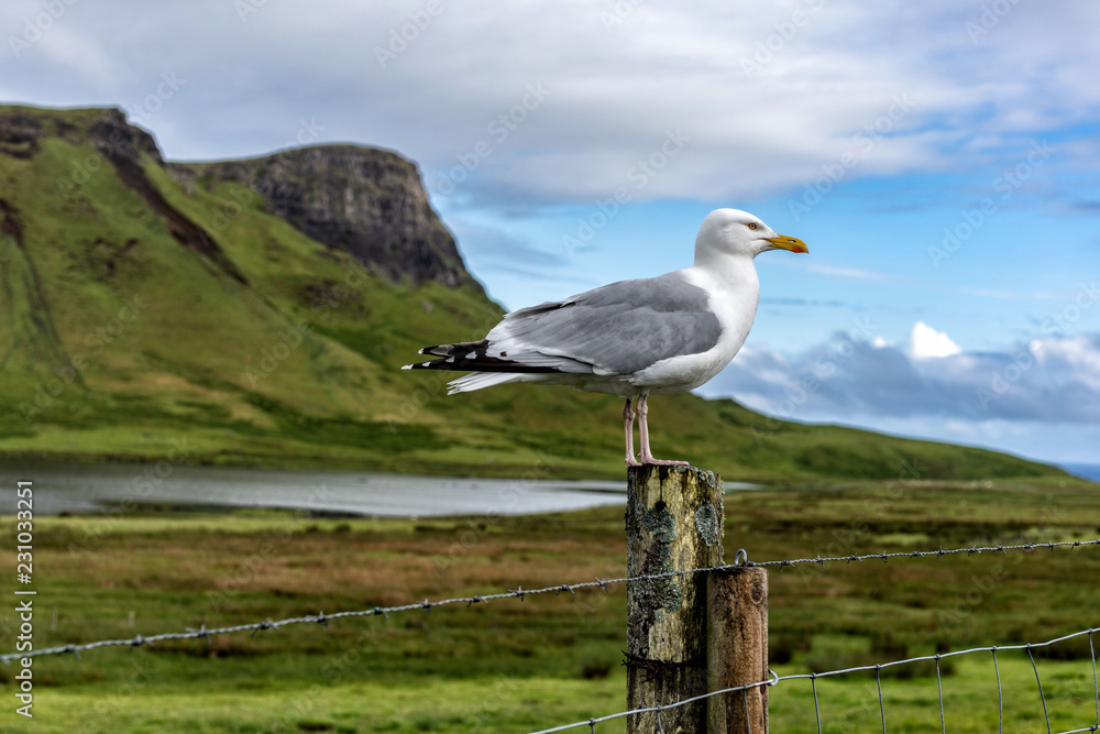 Möve steht auf Pfahl dahinter die Highlands von Schottland Möve steht auf Pfahl dahinter die Highlands von Schottland