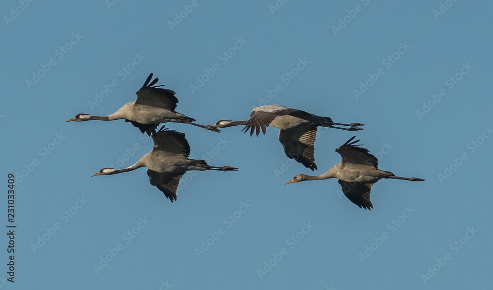 Obraz premium Kraniche in der luft