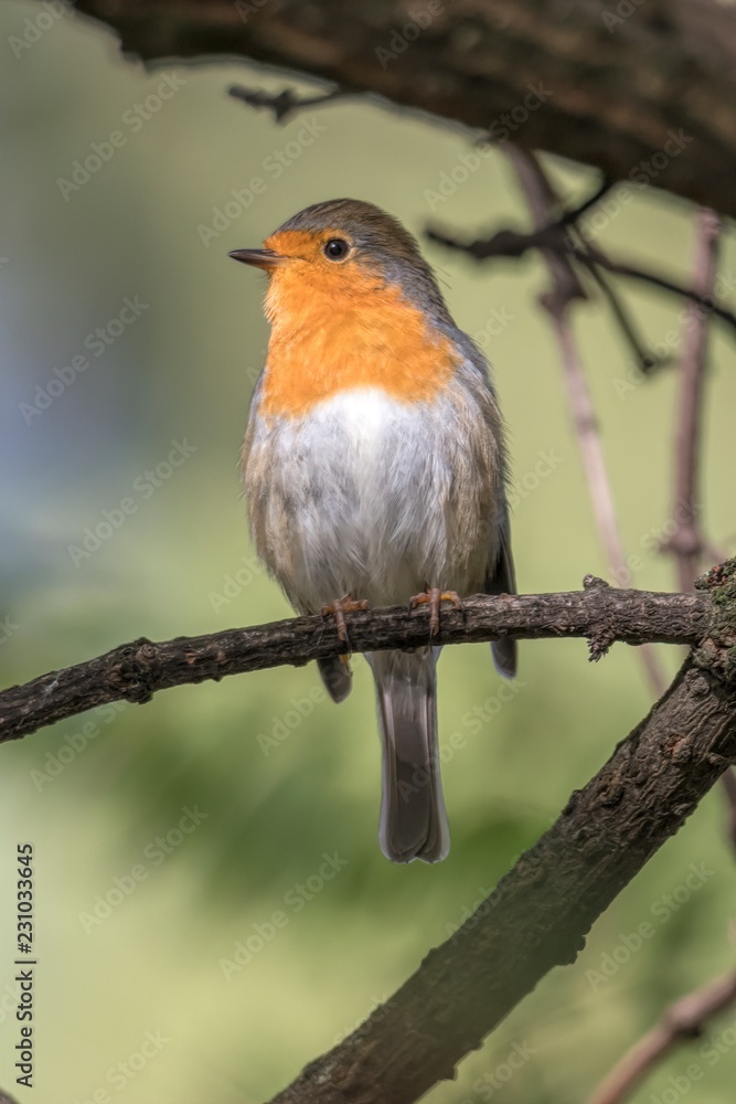 robin bird erithacus rubecula at park