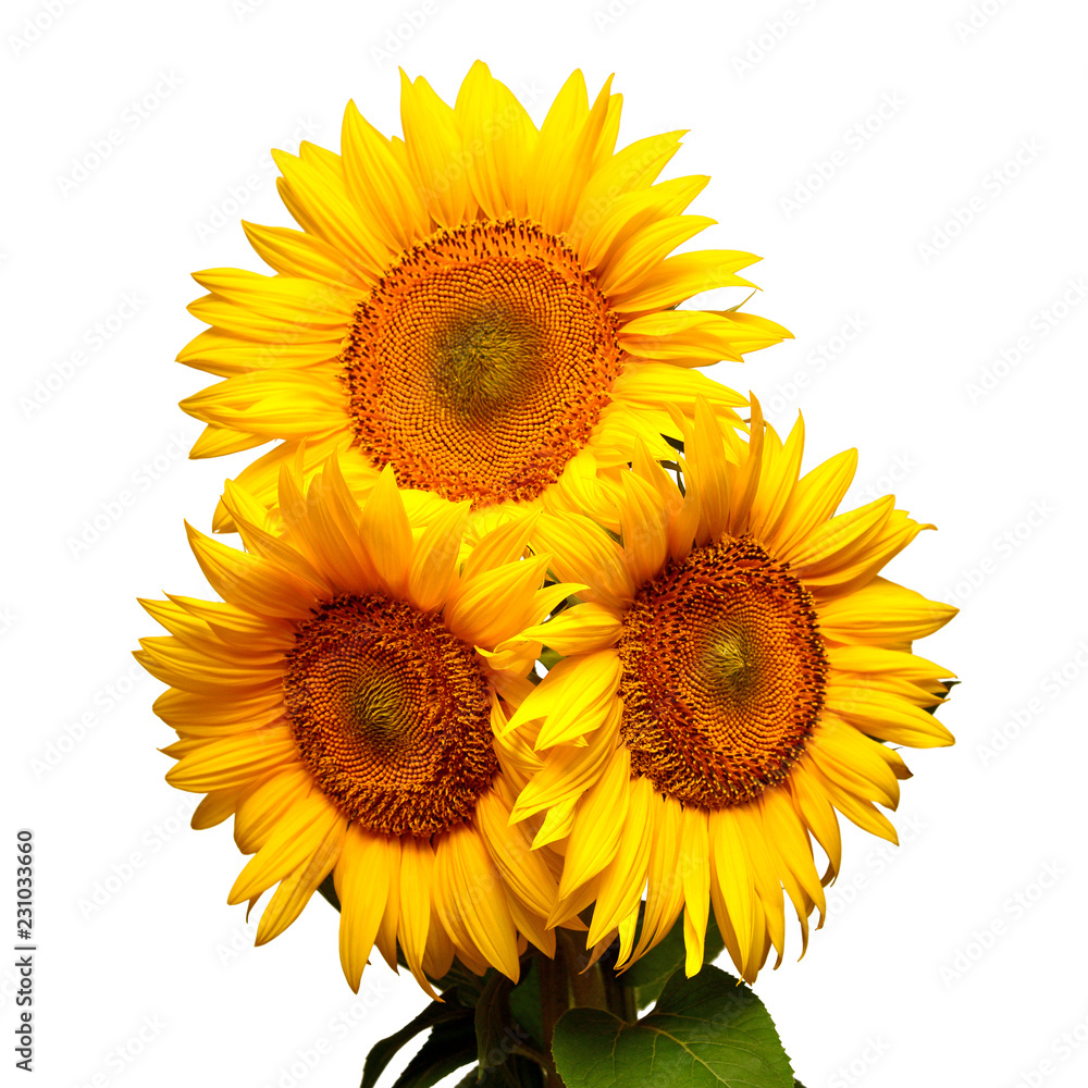 Naklejka premium Three sunflowers isolated on white background. Flower bouquet. The seeds and oil. Flat lay, top view