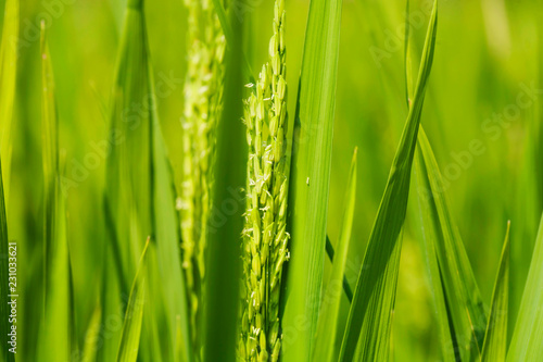 Detail of paddy field