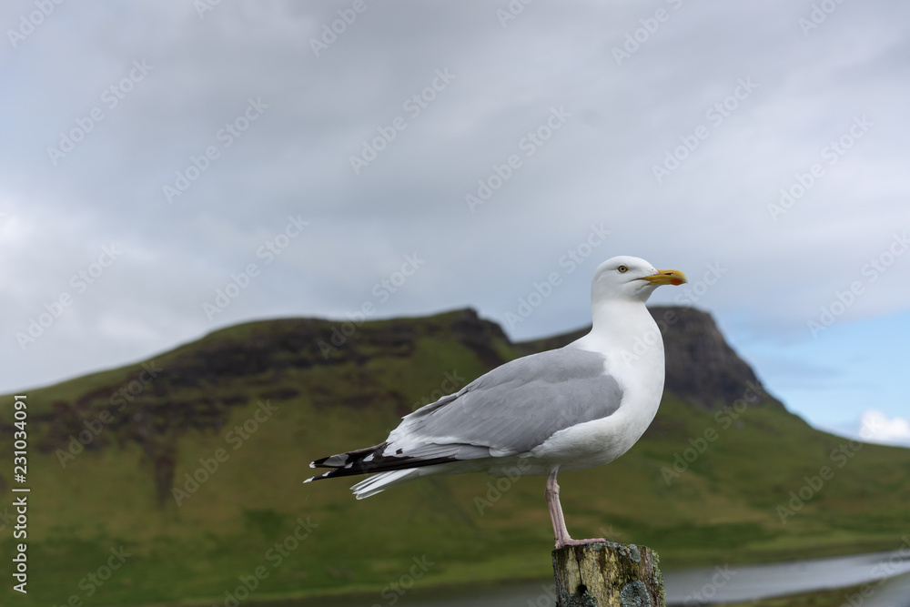 Fototapeta premium Möve steht auf Pfahl eines Zauns in den Highlands von Schottland