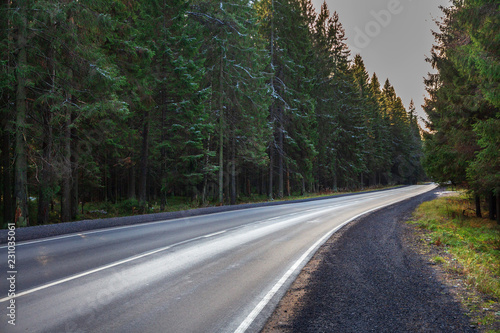 asphalt road in a dense forest