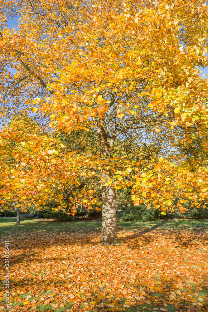 tree in autumn gold