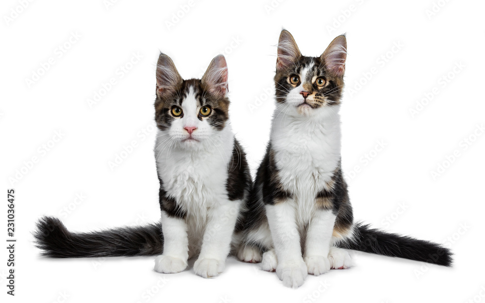 Fototapeta premium Adorable couple of black tabby with white Maine Coon cat kittens. Both sitting side by side looking curious to lens. Isolated on white background.