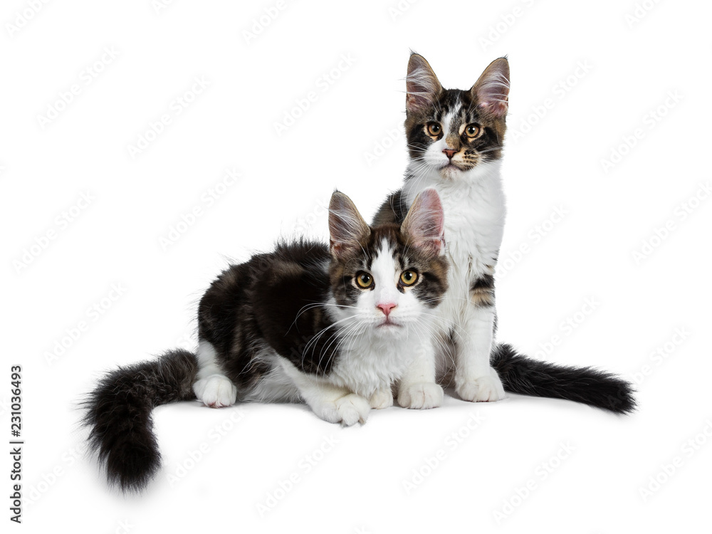 Fototapeta premium Adorable couple of black tabby with white Maine Coon cat kittens. One sitting, one laying down side ways looking curious and bold at camera. Isolated on white background.