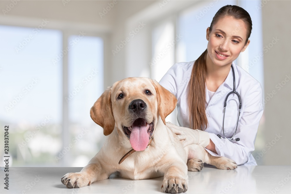 Beautiful young veterinarian with a dog on a white background Beautiful young veterinarian with a dog on a white background