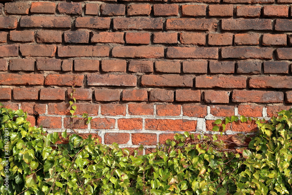 Ivy covered brick wall Ivy covered brick wall