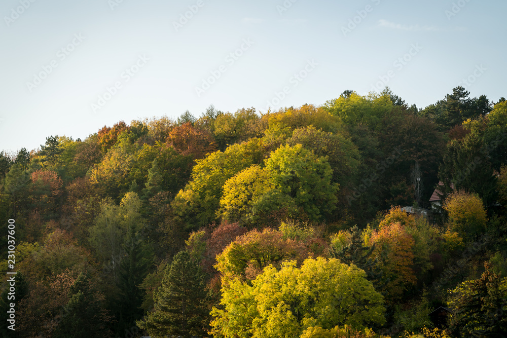 Beautiful autumn forest, colorful trees background