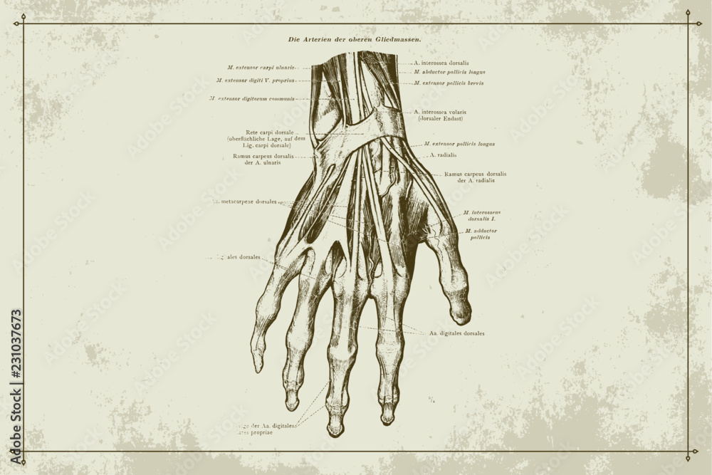 Human Hands Skeleton Vein Anatomy Gold Sepia Vector Illustration with ...