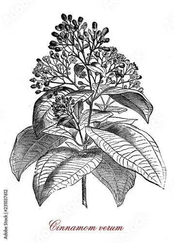 Slika na platnu Vintage botanical engraving of cinnamomum verum or true cinnamon tree, small eve