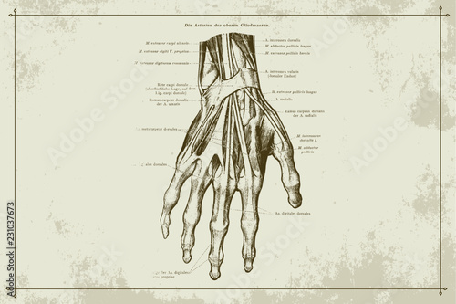 Human Hands Skeleton Vein Anatomy Gold Sepia Vector Illustration with Boarder