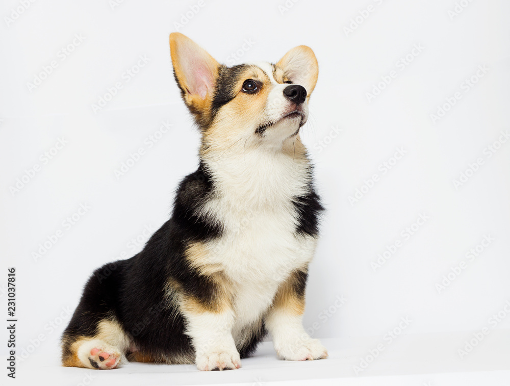 corgi puppy looking