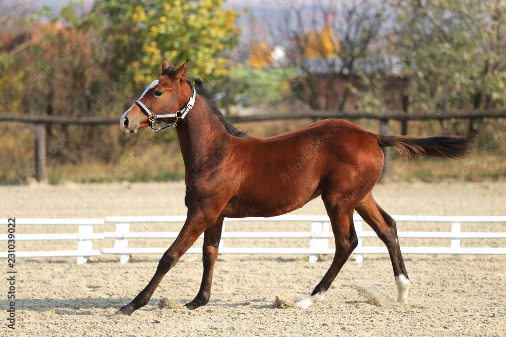 Close shot of a few month old chestnut young horse on blurred green trees background Close shot of a few month old chestnut young horse on blurred green trees background