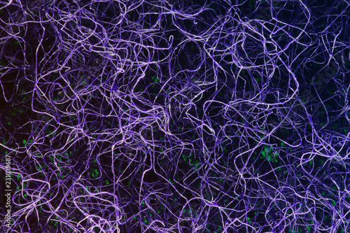  Neuron fiber microscope
