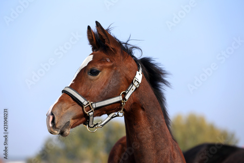 Close shot of a few month old chestnut young horse on blurred green trees background