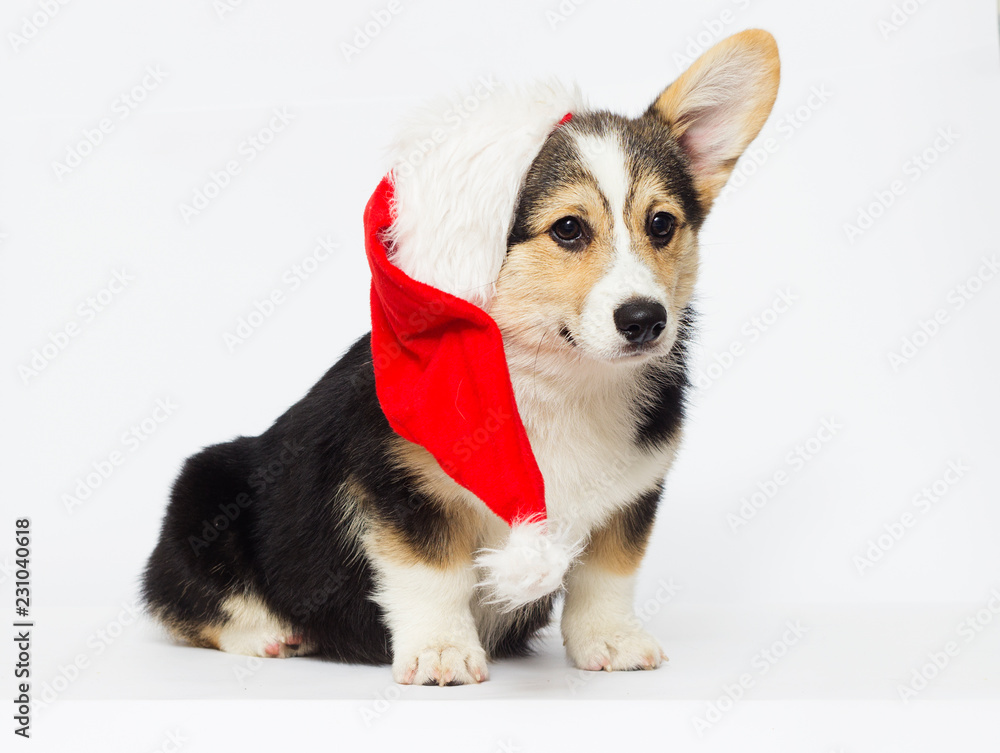 Corgi puppy in Christmas hat