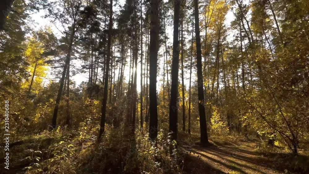 Walk under the canopy of trees Walk under the canopy of trees