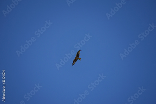 Blue Sky Eagle Flight