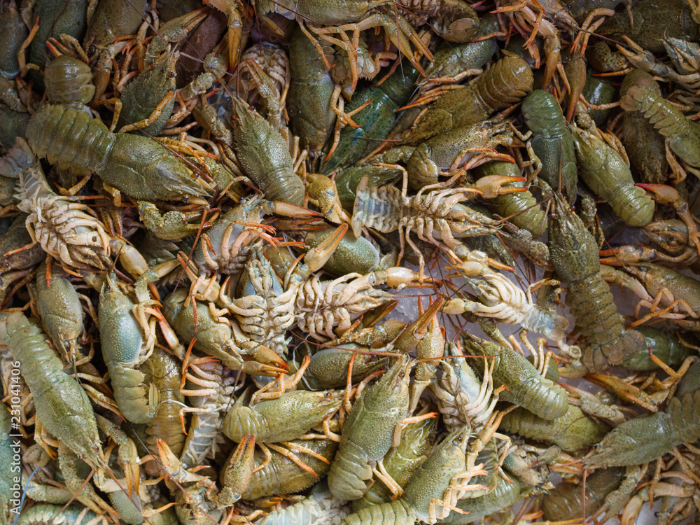 Crawfishes in the fish market, top view