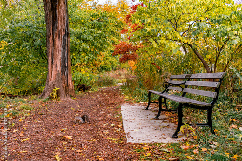 Bench on Nature Trail during Autumn with a Squirrel 