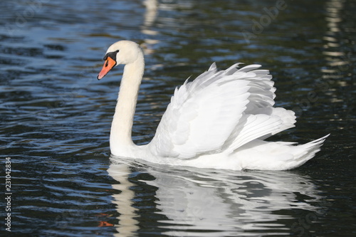 fotos de aves varias naturalesza 