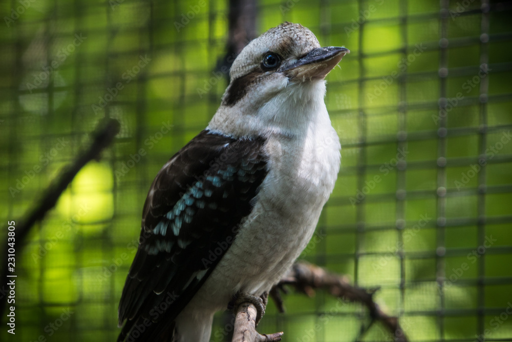 Fototapeta premium A bird preening for the shot.