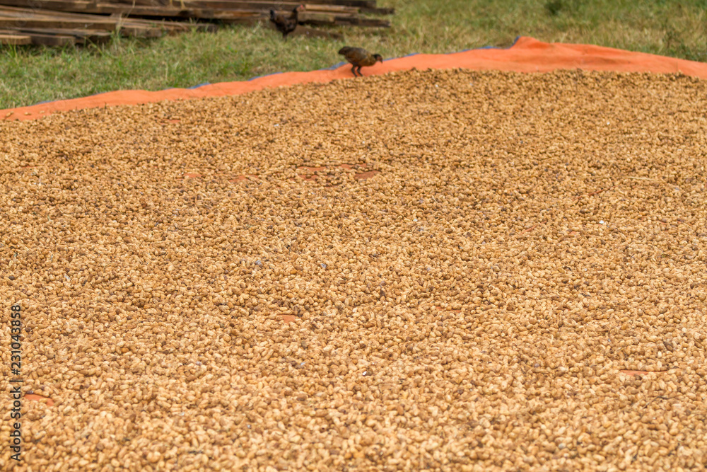 Fototapeta premium Peanuts