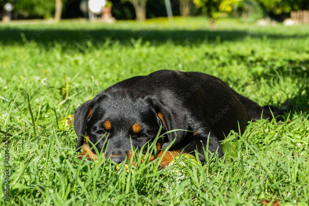 Cute rottweiler playing outdoors in a sunny summer day. Small puppy lying in the garden