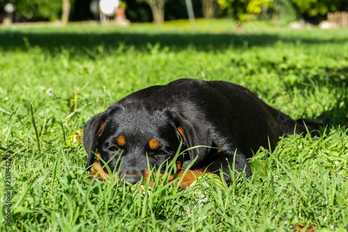 Cute rottweiler playing outdoors in a sunny summer day. Small puppy lying in the garden