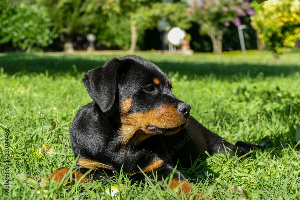 Cute rottweiler puppy walking in the garden and playing in a sunny summer day