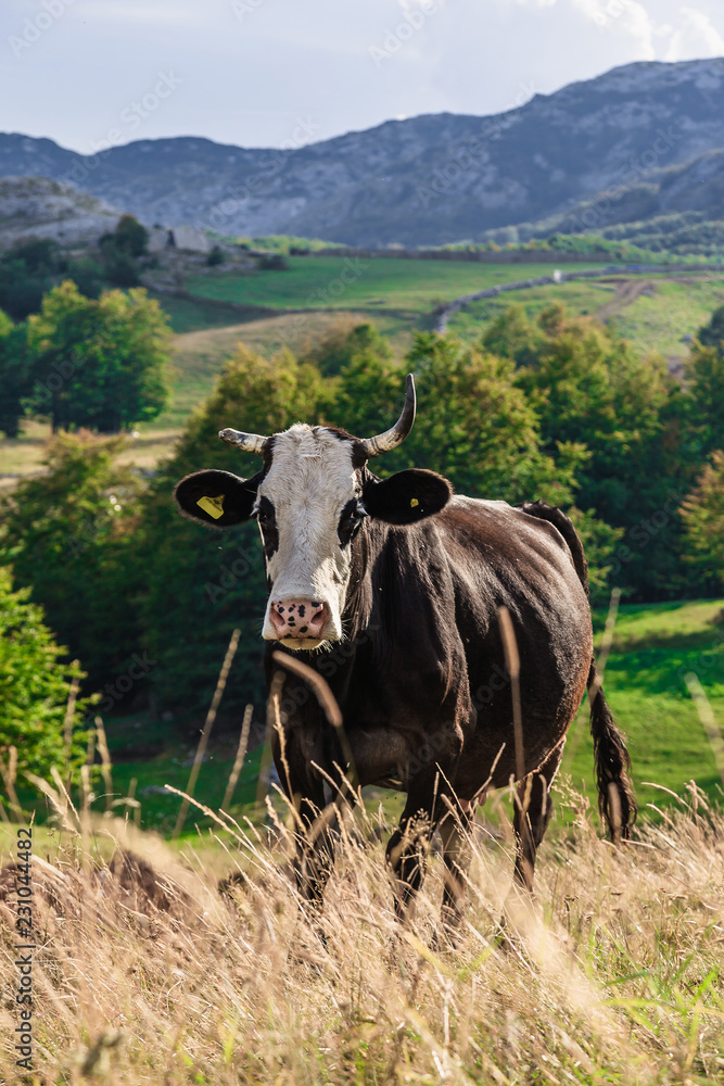 Naklejka premium The cow looks into the frame. Montenegro, Durmitor National Park