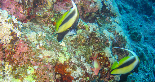 Batfish, Red Sea photo