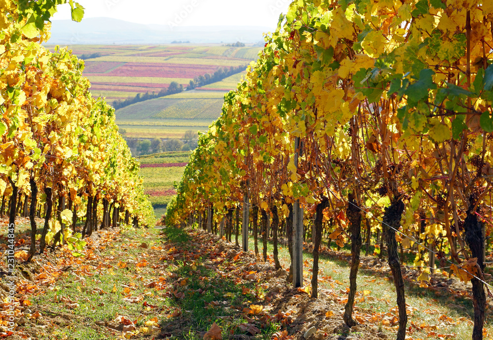 Rebstock oder Weinstock im Herbst, Jahreszeit, Wein und Weinlaub,  Weingebiet Stock Photo | Adobe Stock