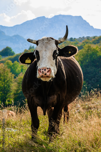 Fototapeta Naklejka Na Ścianę i Meble -  The cow looks into the frame. Montenegro, Durmitor National Park