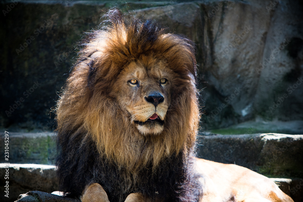 Naklejka premium Thoughtful lion at the zoo.