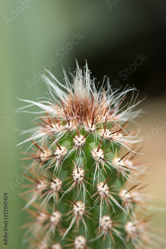 Oreocereus is a genus of cacti, known only from high altitudes of the Andes. Its name means "mountain cereus".