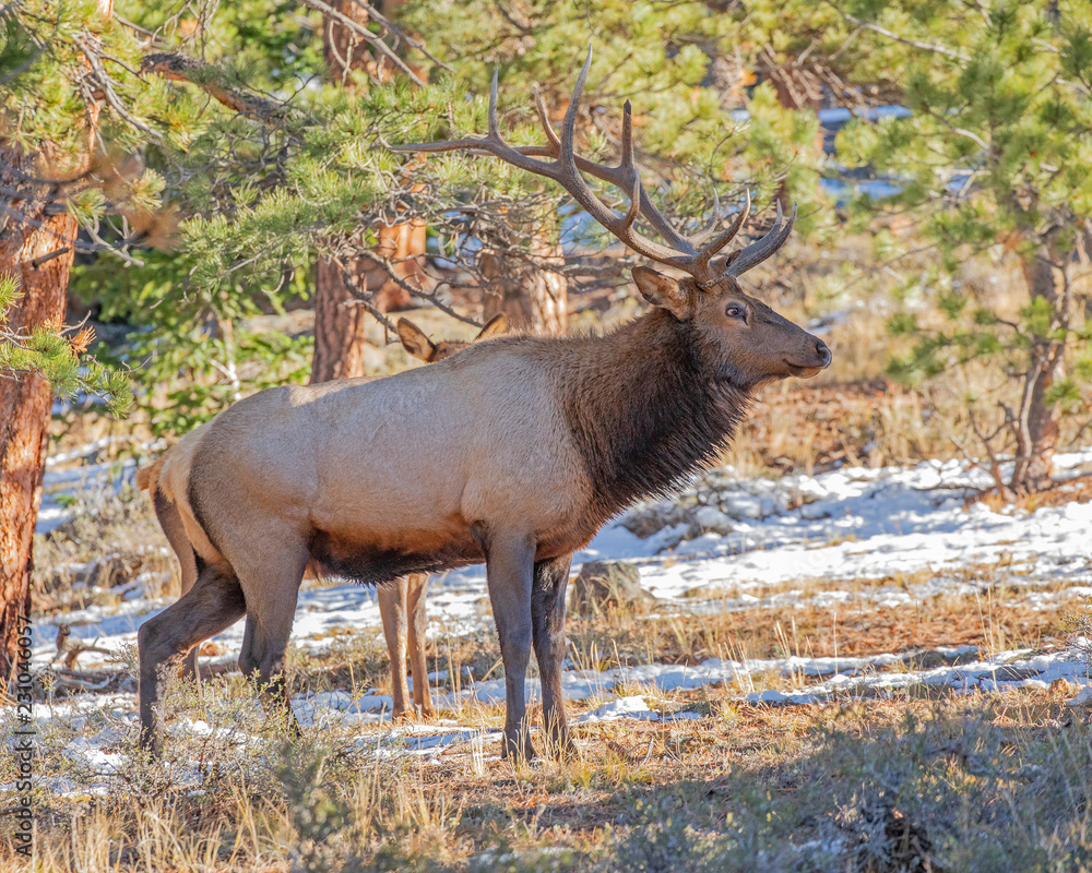 Bull elk during rut at Rocky Mountain National Park Bull elk during rut at Rocky Mountain National Park