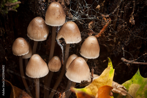 closeup of little mushrooms in the forest