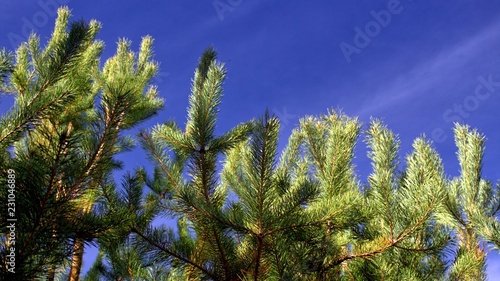 pine branches of tree