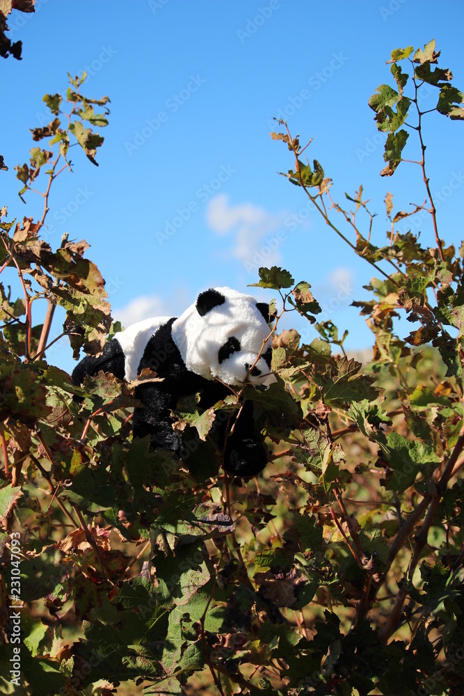 Obraz premium peluche panda