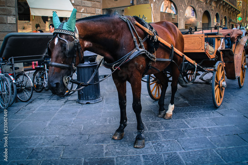 Horse carriage in Florence, Italy