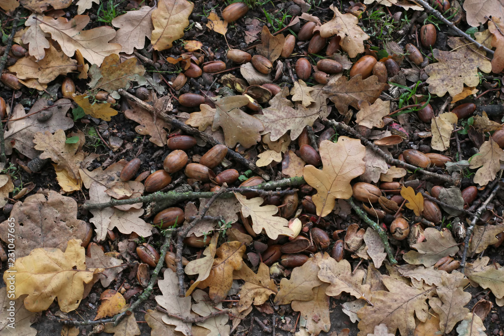 Autumn leaves and acorns on the ground Autumn leaves and acorns on the ground