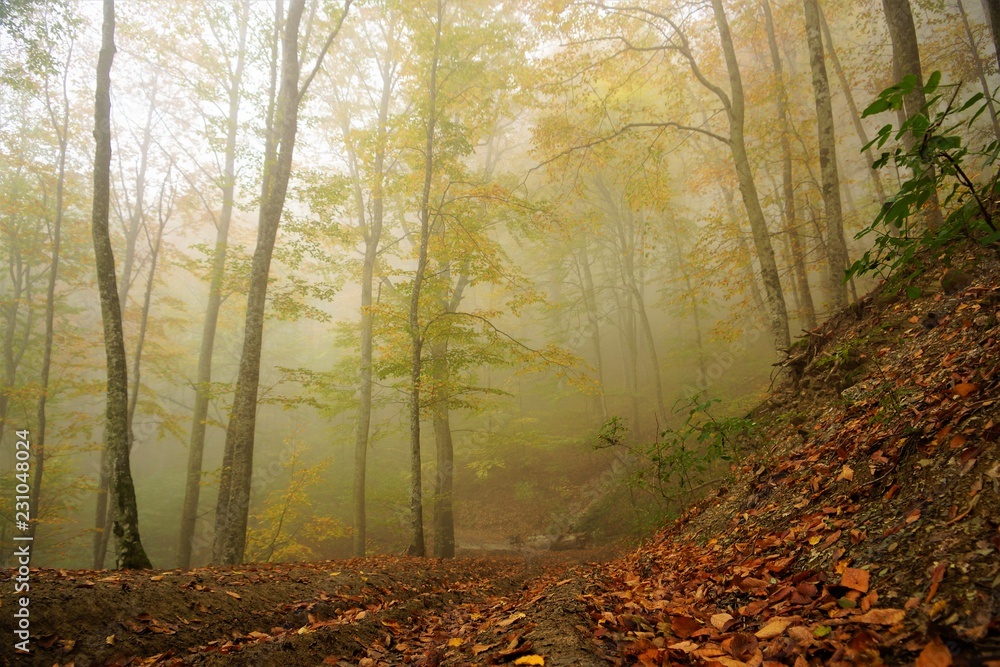 Obraz premium forest in fog