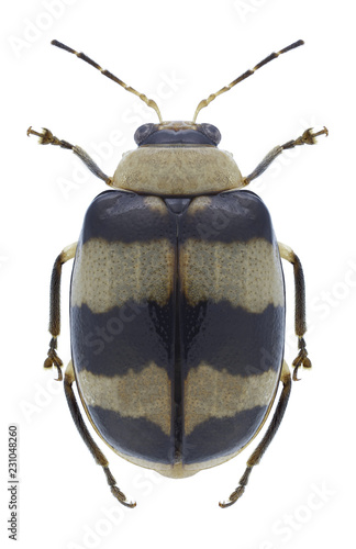 Beetle Monolepta cavipennis on a white background