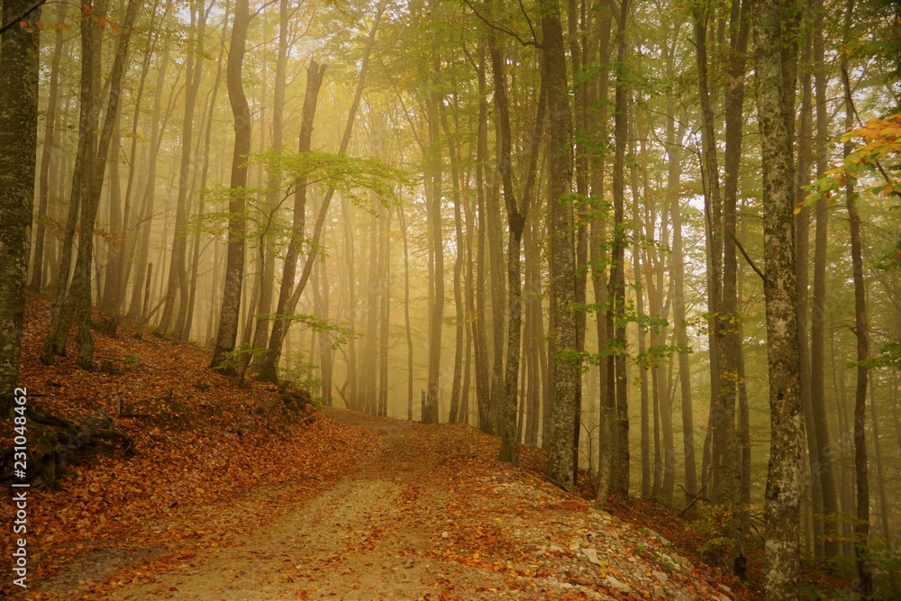 Naklejka premium road in the forest