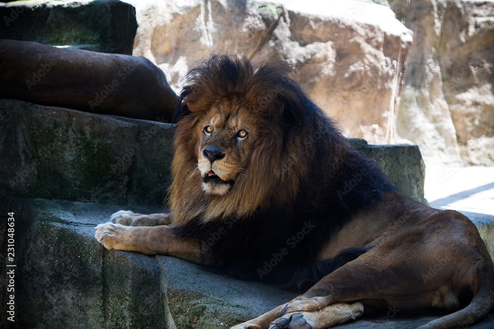 Naklejka premium Lion watches out