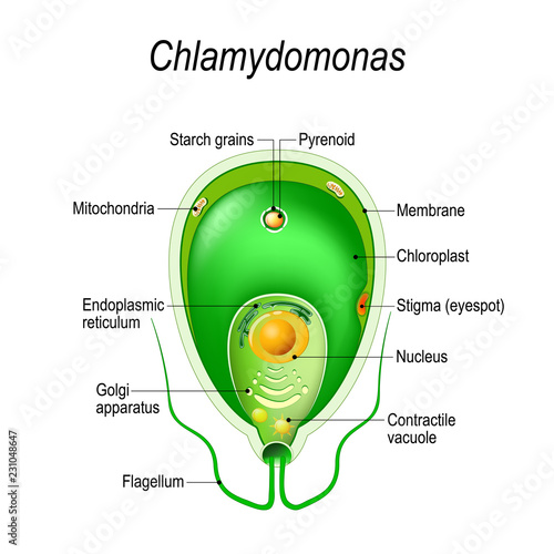 Cross section of a Chlamydomonas. Structure of the algae cell