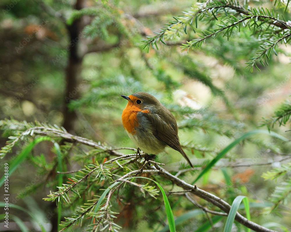 little ruffled robin chick little ruffled robin chick