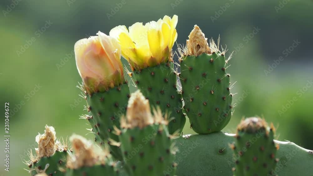 Cactus Opuntia (prickly pear) with edible yellow fruits. Turkey. Cactus Opuntia (prickly pear) with edible yellow fruits. Turkey.
